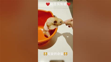 養倉鼠|【倉鼠飼養】新手必看！養倉鼠要花多少錢？怎麼照。